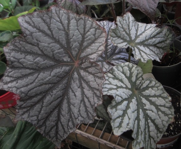 B. ‘Silver Beauty’